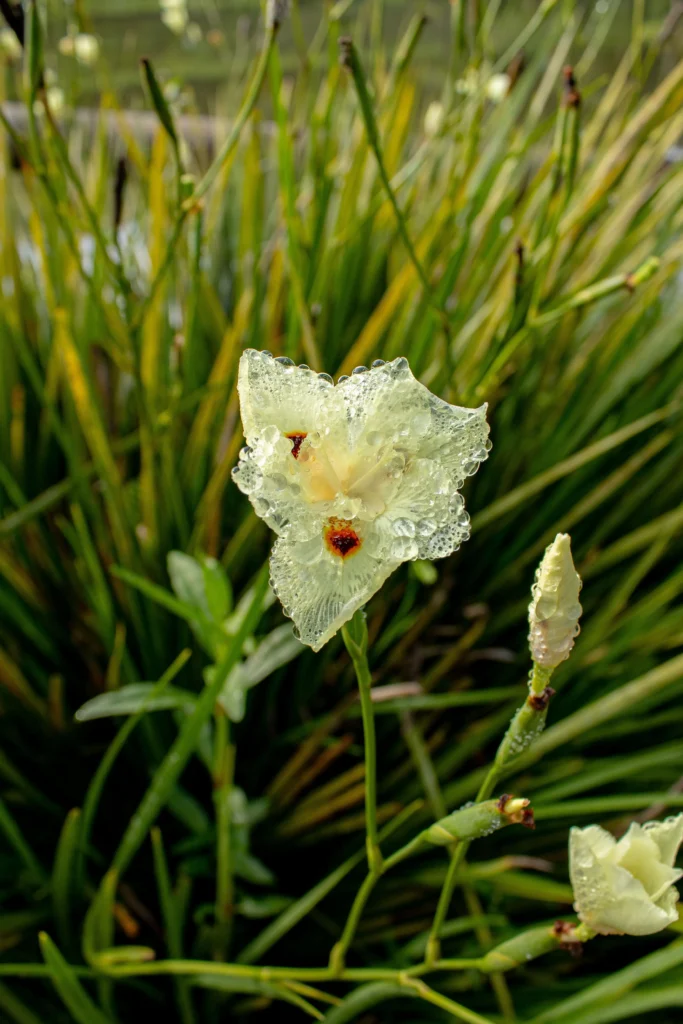 Moreia planta