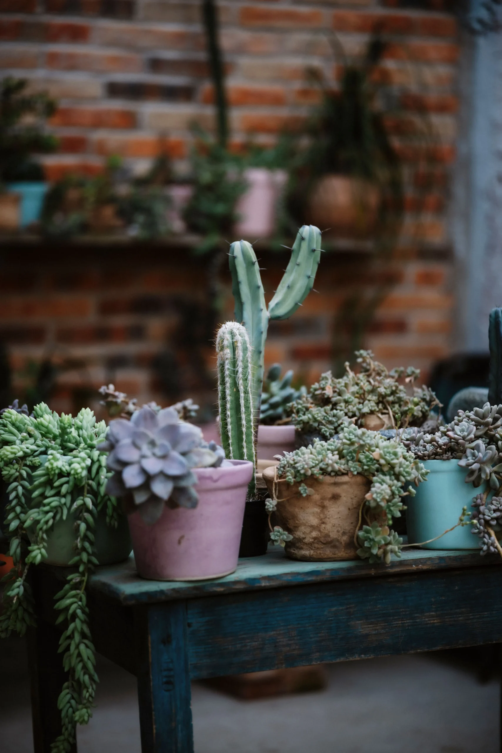 Plantas resistentes