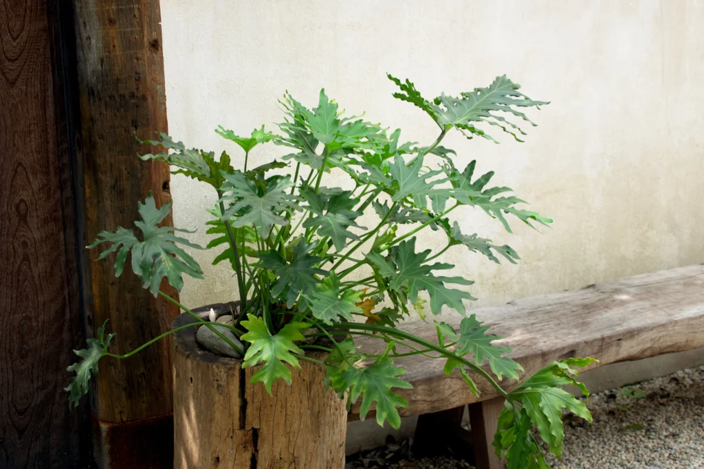 planta xanadu